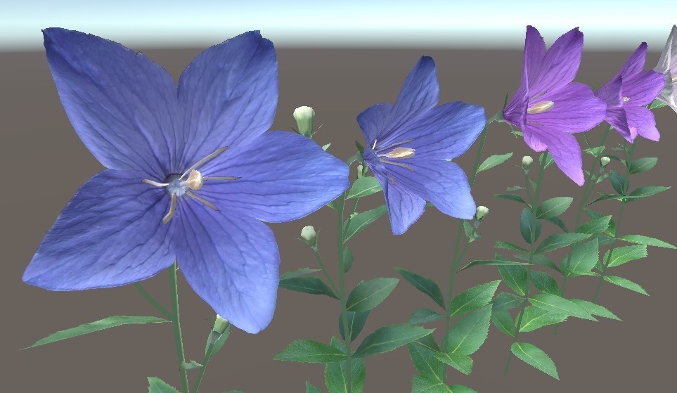 「キキョウ」【3Dモデル】