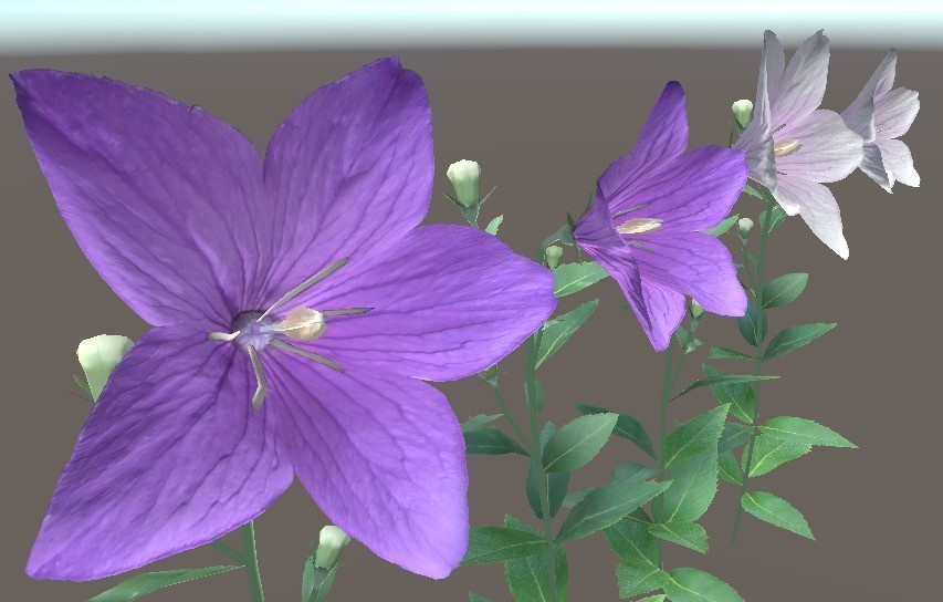 「キキョウ」【3Dモデル】