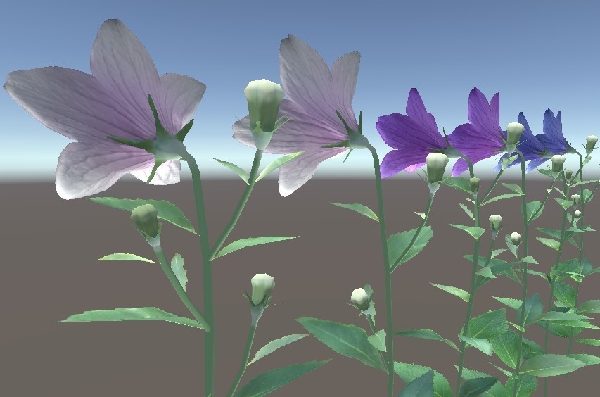 「キキョウ」【3Dモデル】