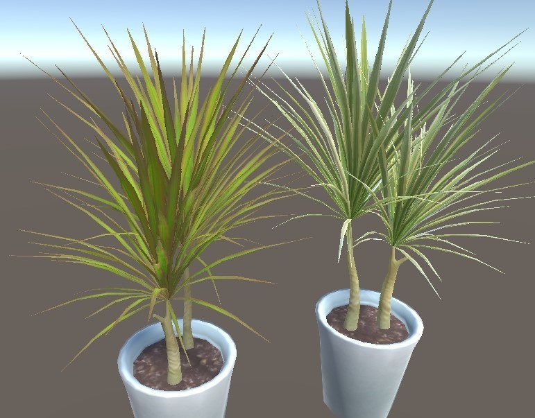 「ドラセナ・コンシンネ」【3Dモデル】