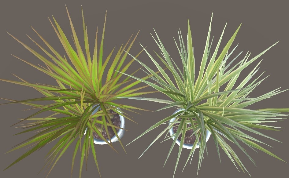 「ドラセナ・コンシンネ」【3Dモデル】