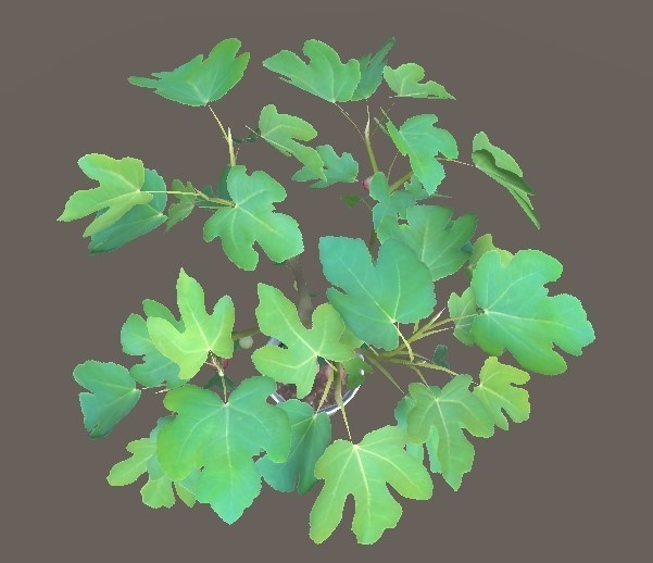 「イチジク」【3Dモデル】