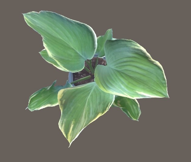 「ギボウシ(ホスタ)」【3Dモデル】