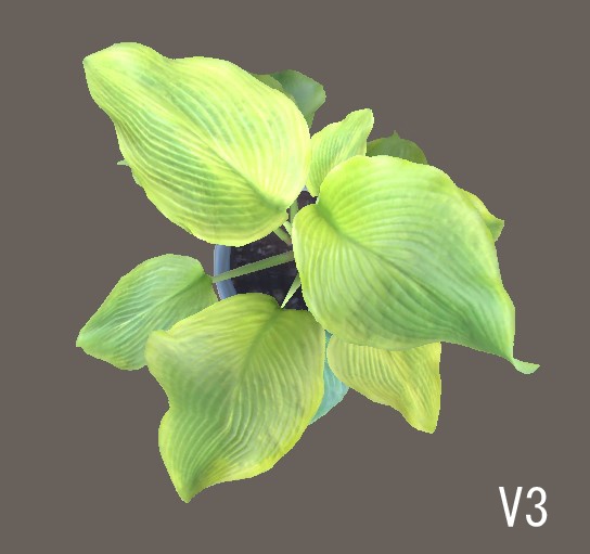 「ギボウシ(ホスタ)」【3Dモデル】