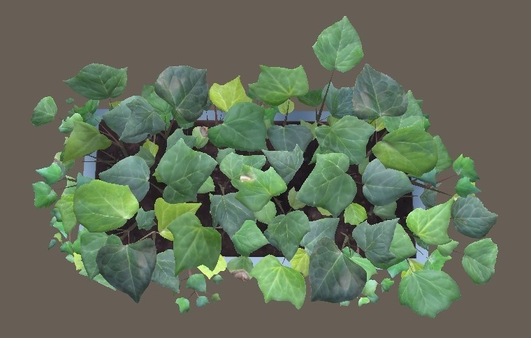 「セイヨウキヅタ」【3Dモデル】