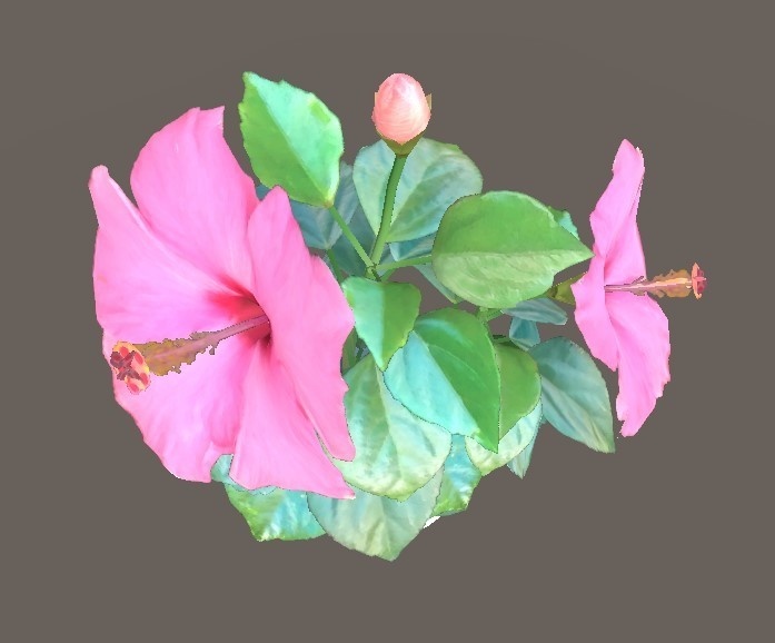 「ハイビスカス」【3Dモデル】