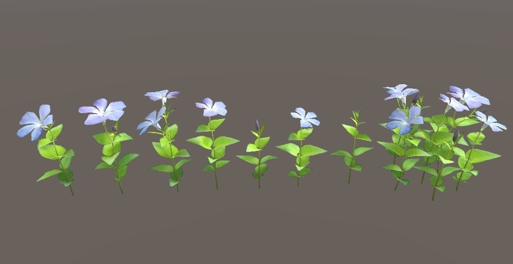 「ツルニチニチソウ」【3Dモデル】