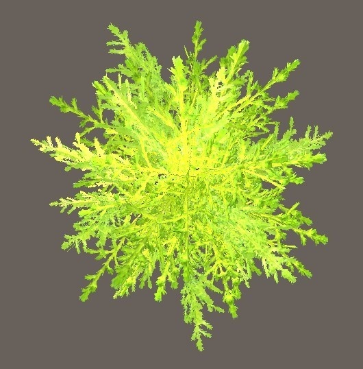 「ゴールドクレスト」【3Dモデル】