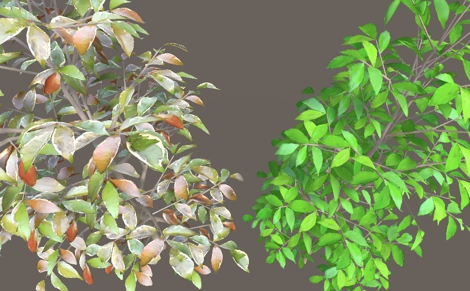 「サカキ」【3Dモデル】