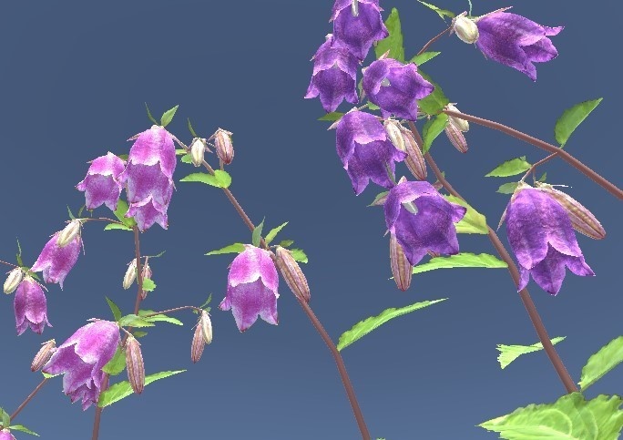 「ヤマホタルブクロ」【3Dモデル】