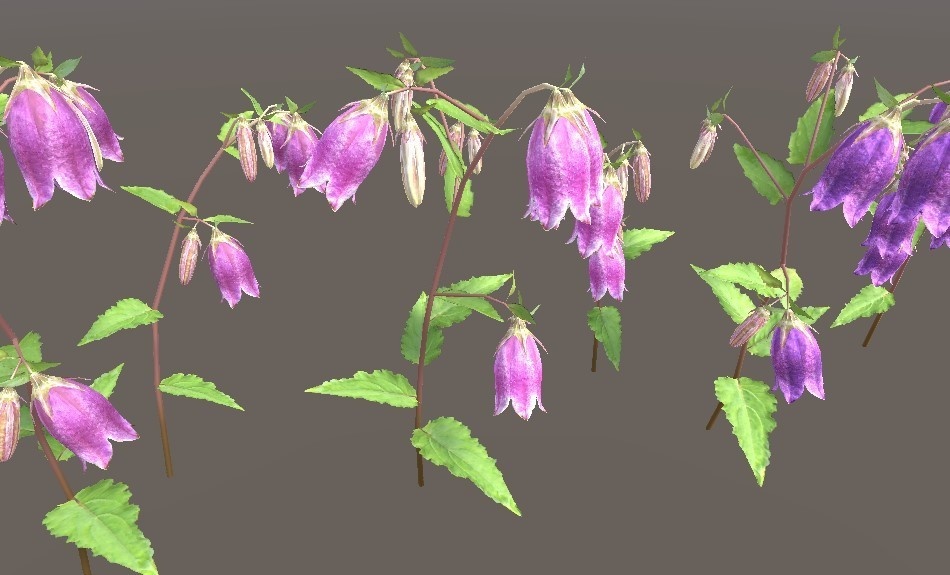 「ヤマホタルブクロ」【3Dモデル】