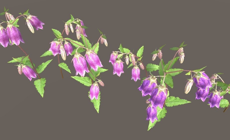 「ヤマホタルブクロ」【3Dモデル】