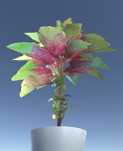 「ハゲイトウ」【3Dモデル】