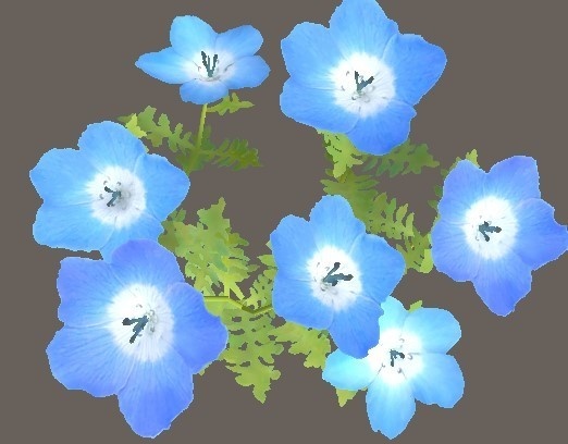 「ネモフィラ」【3Dモデル】