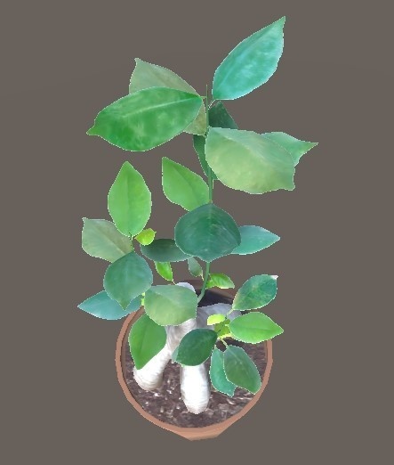 「ガジュマル」【3Dモデル】