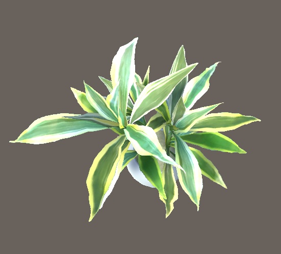 「ドラセナ・サンデリアーナ」【3Dモデル】