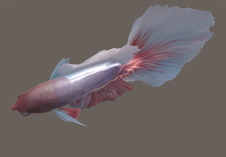「ベタ(トウギョ)」【3Dモデル】