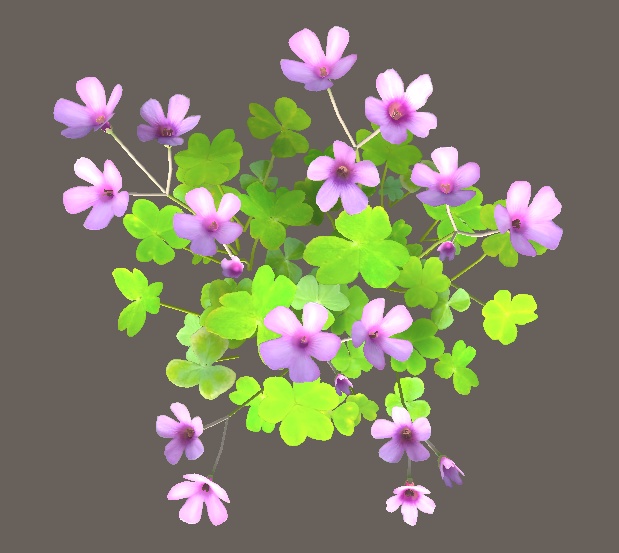 「イモカタバミ」【3Dモデル】