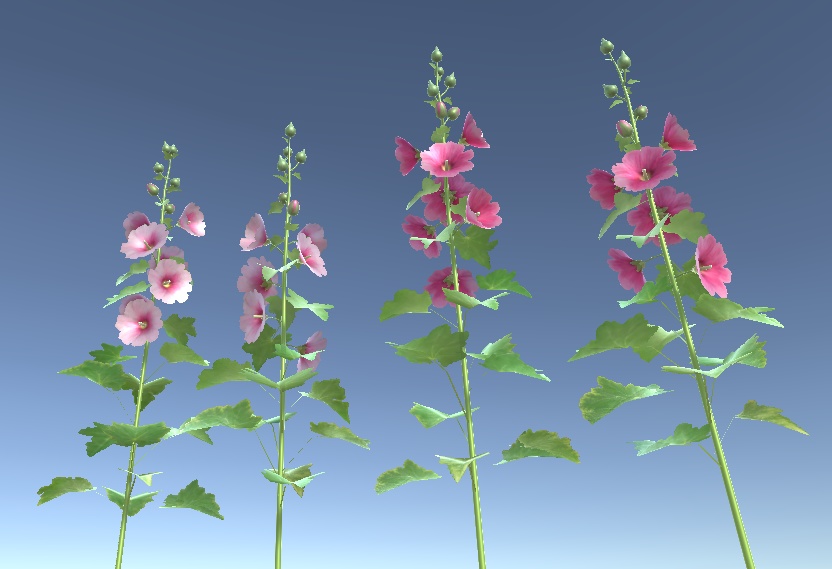 「タチアオイ(立葵)」【3Dモデル】