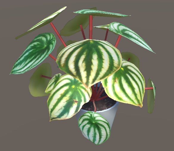 「ペペロニアアルギレイア(スイカペペ)」【3Dモデル】