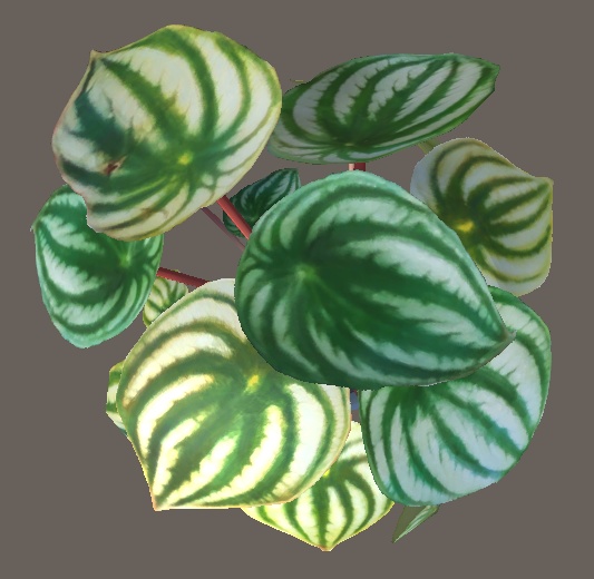 「ペペロニアアルギレイア(スイカペペ)」【3Dモデル】