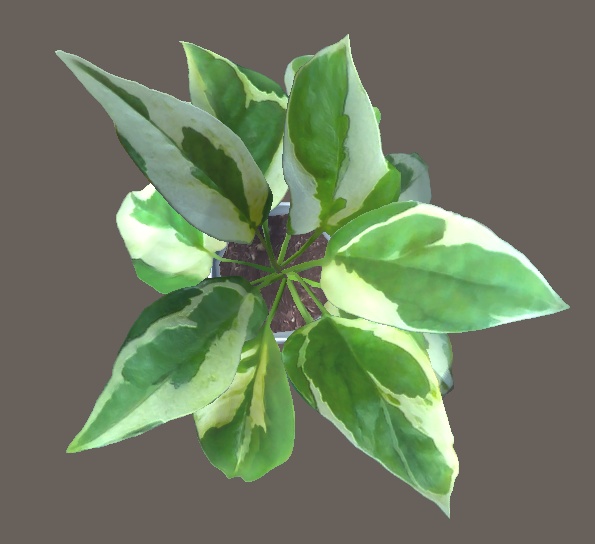 「ポトス」【3Dモデル】