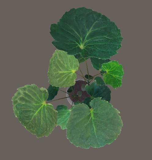 ポリシャス【3Dモデル】