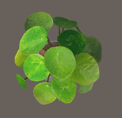 「ピレア・ペペロミオイデス」【3Dモデル】