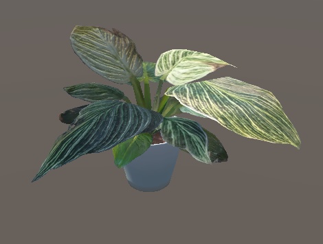 フィロデンドロン バーキン【3Dモデル】