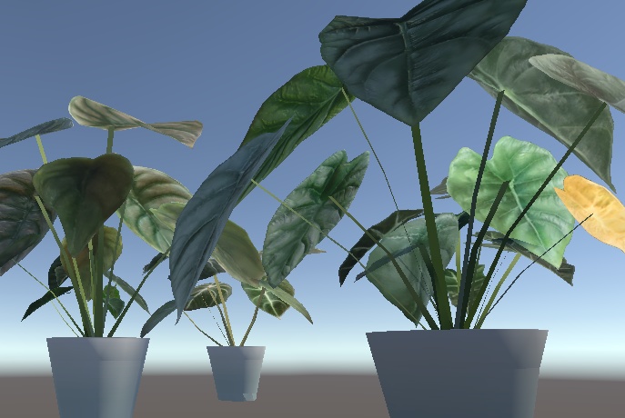 「アロカシア」【3Dモデル】