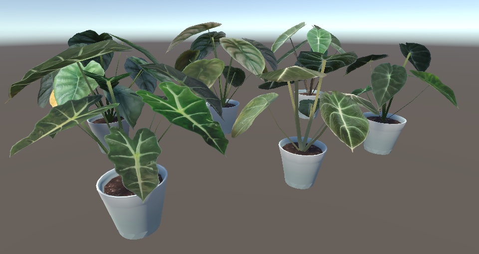 「アロカシア」【3Dモデル】