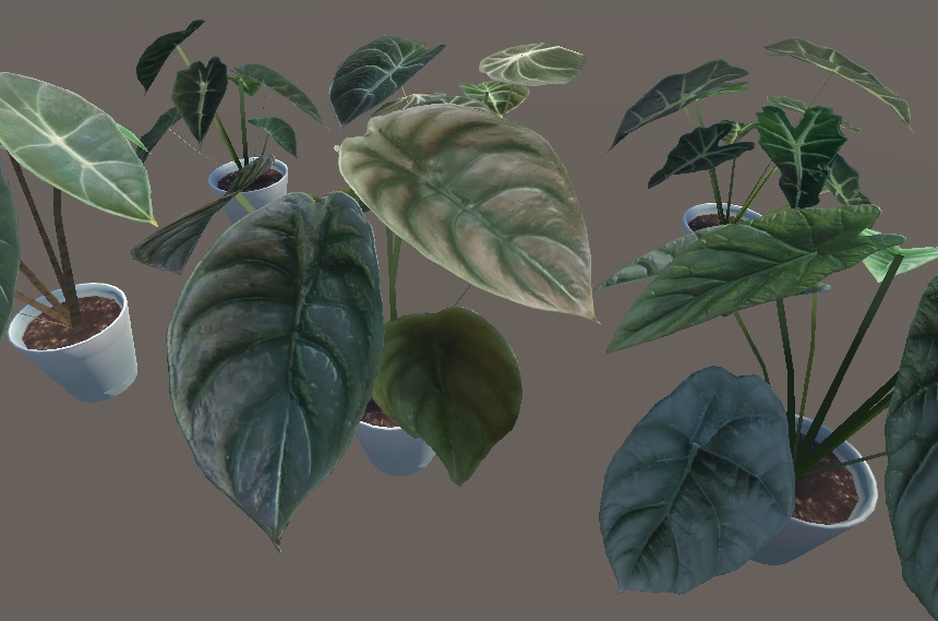 「アロカシア」【3Dモデル】