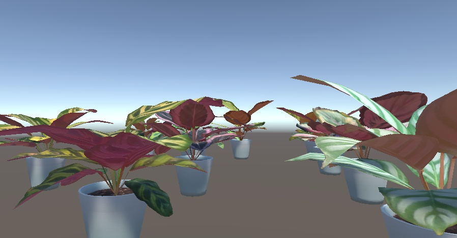 「カラテア」【3Dモデル】