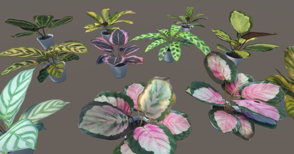 「カラテア」【3Dモデル】