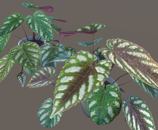 「シッサス・ディスカラー(セイシカズラ)」【3Dモデル】