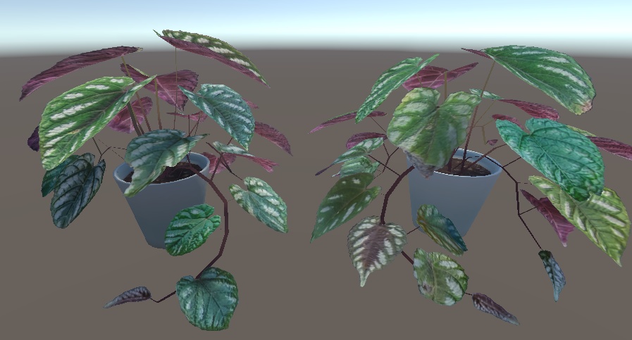 「シッサス・ディスカラー(セイシカズラ)」【3Dモデル】