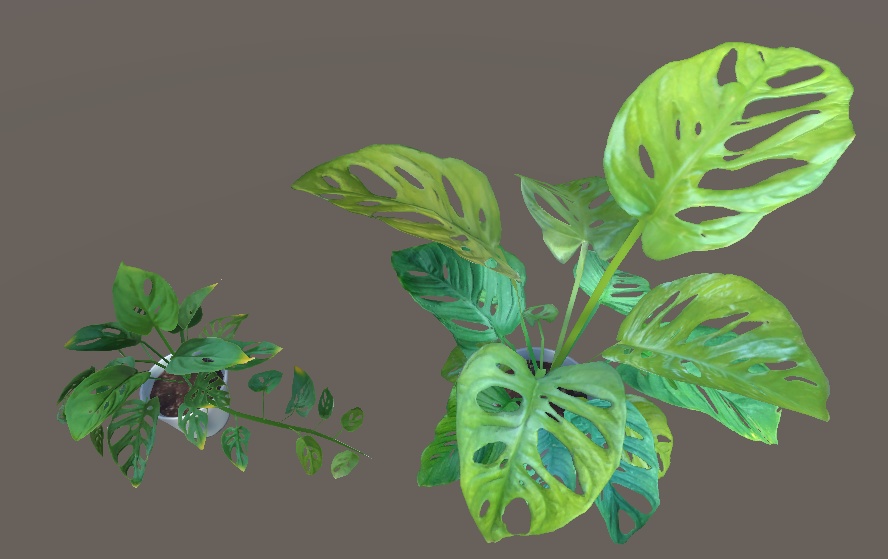 「マドカズラ」【3Dモデル】