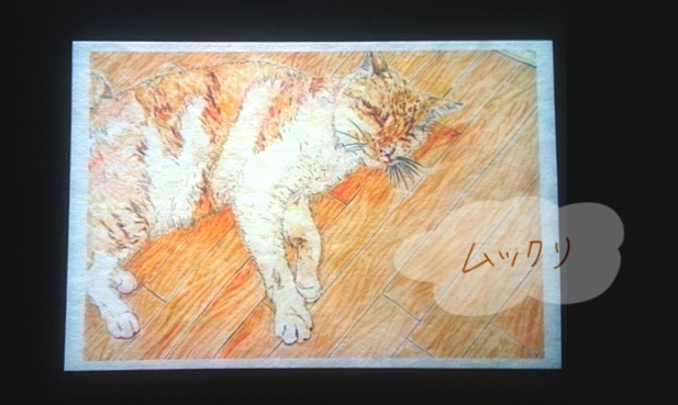 ポストカード『利尻島と猫』