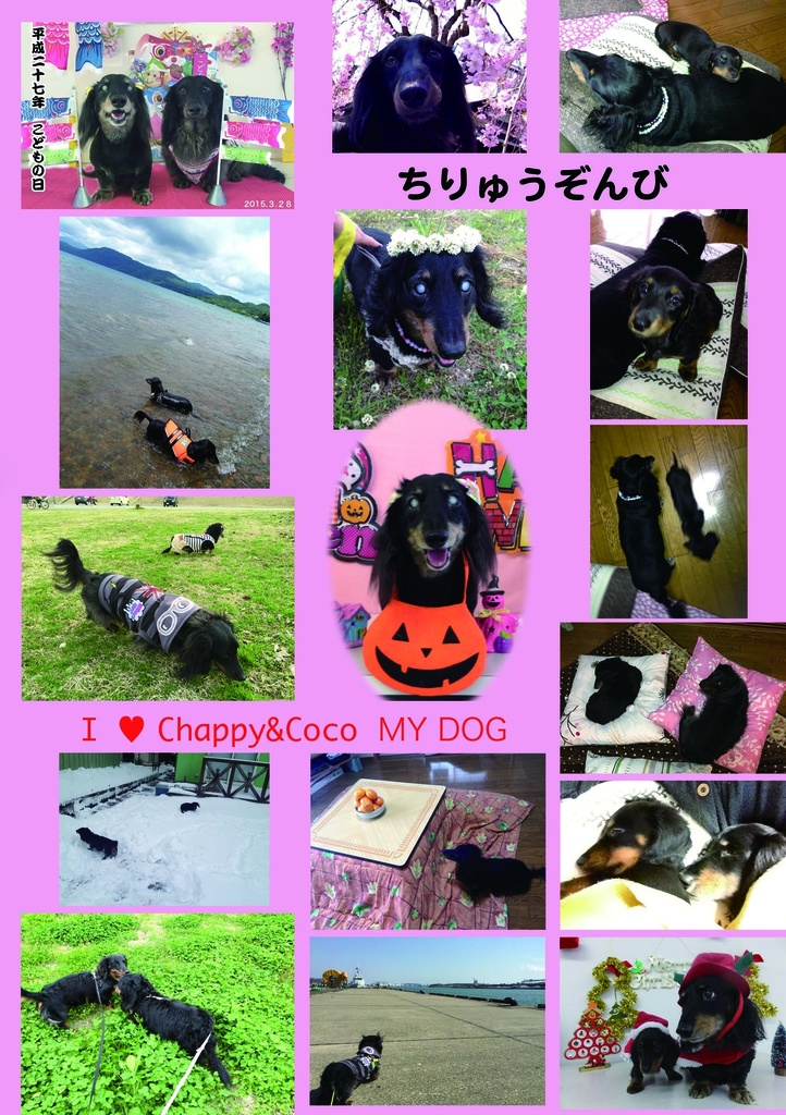 ちゃぴちゃぴちゃっぴ〜*Cocoこここっこ〜(愛犬本、第2弾)