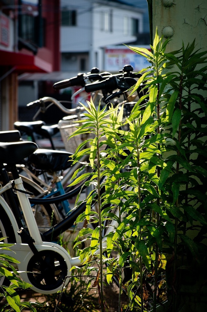 NikonZ6 AI AF Zoom-Nikkor ED 70-300mm F4-5.6D