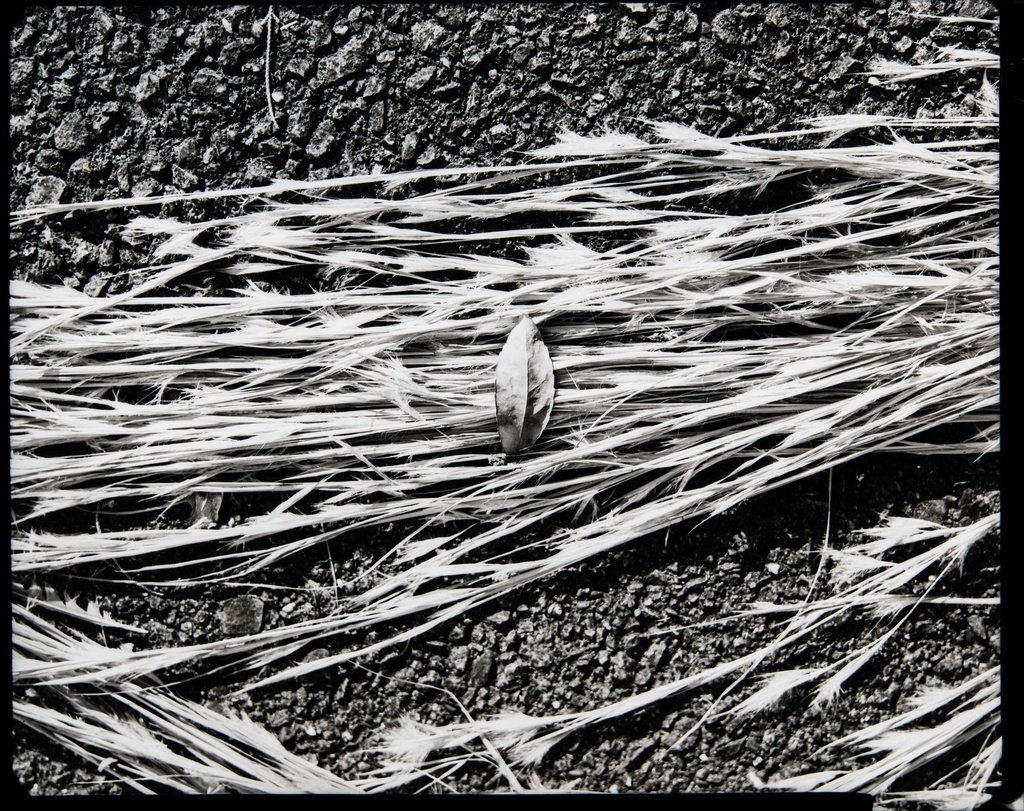 Large Format film Large Format Camera 地面と大判カメラ