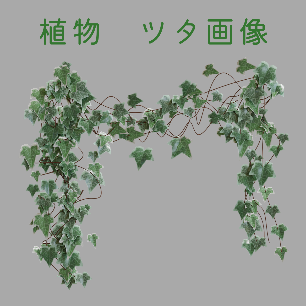 ツタ植物 画像素材 - はでうさストア - BOOTH