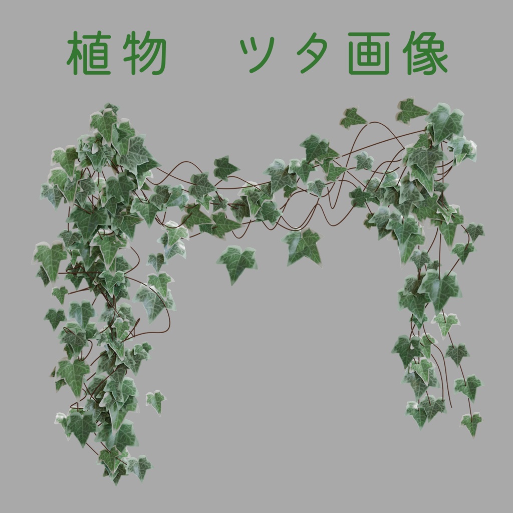 ツタ植物　画像素材