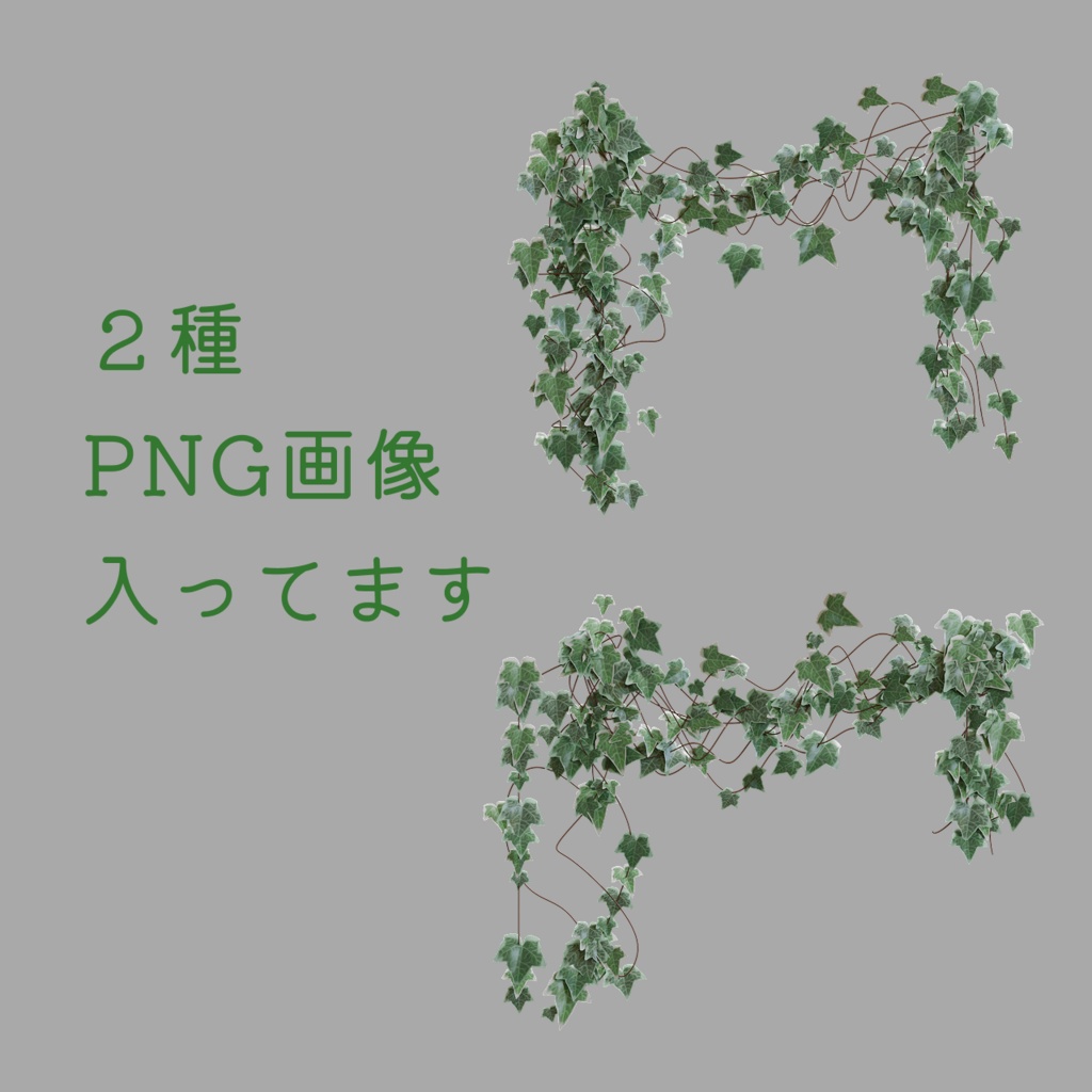 ツタ植物 画像素材