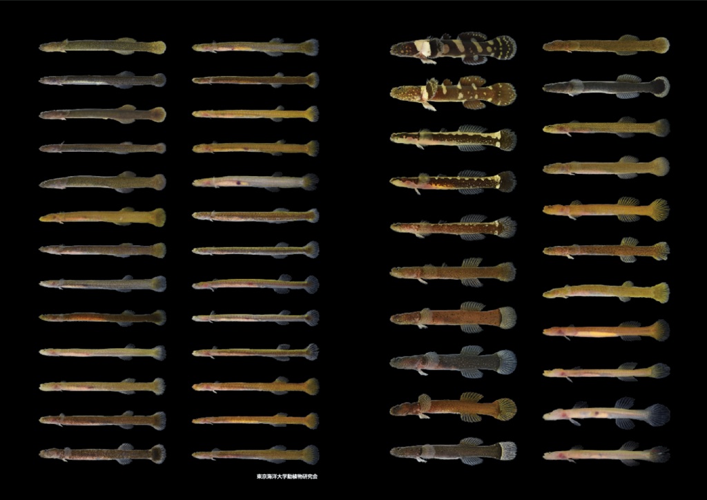 ミミズハゼ属群A4クリアファイル（黒）