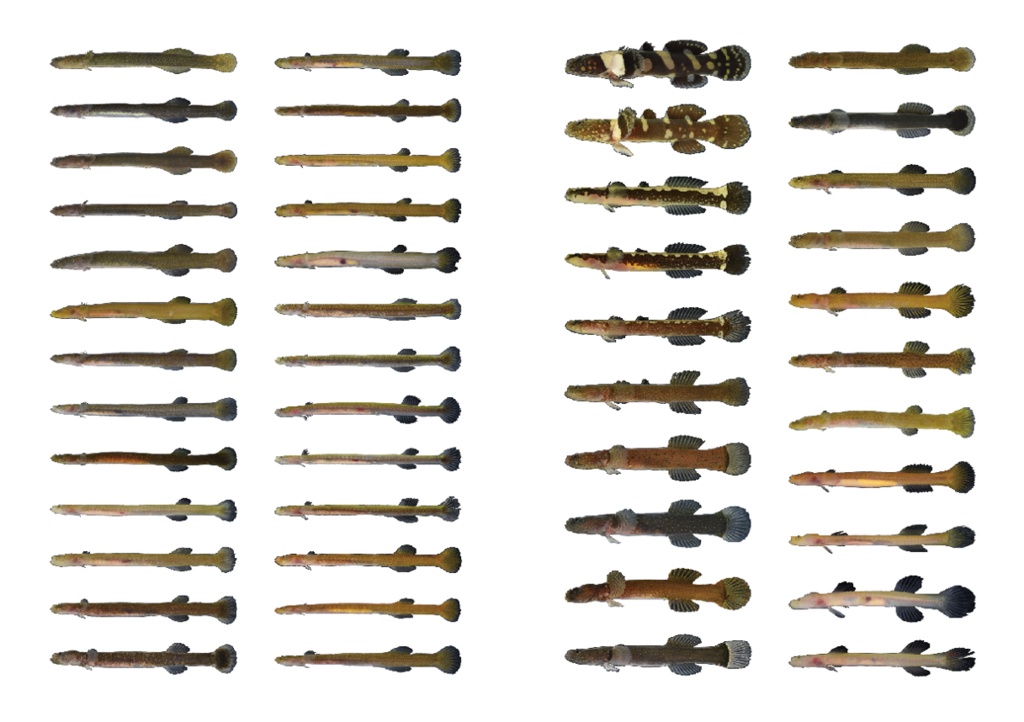 ミミズハゼ属群A4クリアファイル（白）