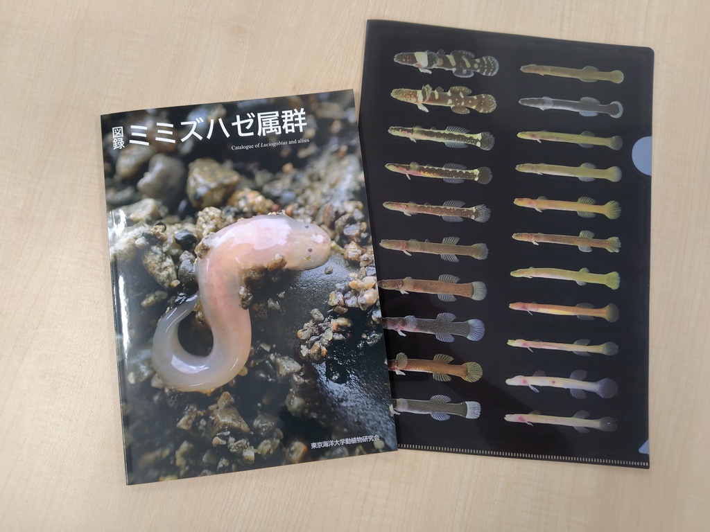 【セット販売】図録　ミミズハゼ属群+ミミズハゼ属群A4クリアファイル（黒）