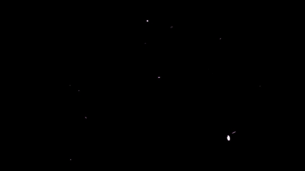 ひらひら舞い落ちる桜の花びら映像
