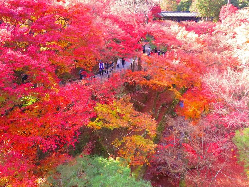 【東福寺】秋の彩り・紅葉写真5点セット｜高画質壁紙・SNS用素材　Tofuku-ji Autumn Colors – 5 Photo Set | High-Resolution Wallpapers