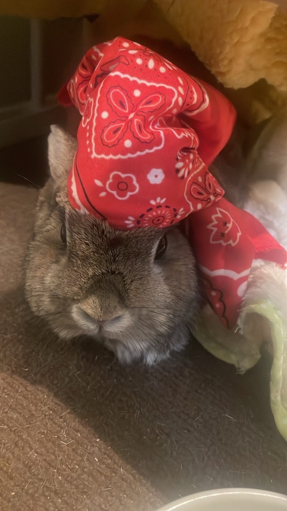 うさぎのかわいい写真1 ネザーランドドワーフ